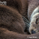 Illustration for article titled Monday Mustelid - Lutra lutra Edition